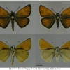 thym lineola imago volg